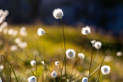 Cotswolds: Escapada de un día, la joya oculta de Inglaterra