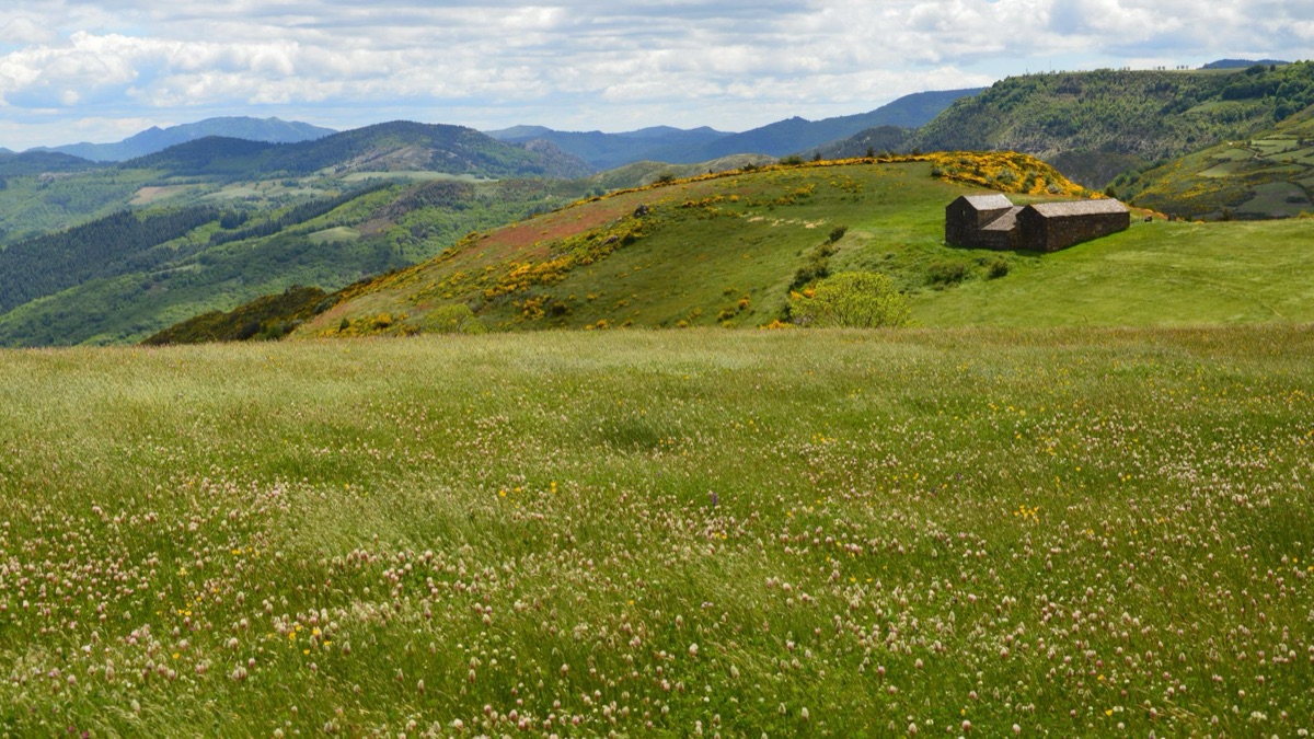 une maison de pierre avec des fleurs sauvages