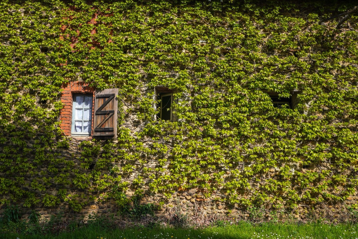 steenhut met ivy-covered walls